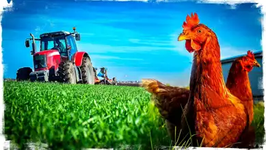 Çiftçilere 251 Milyon TL Destek Ödemesi